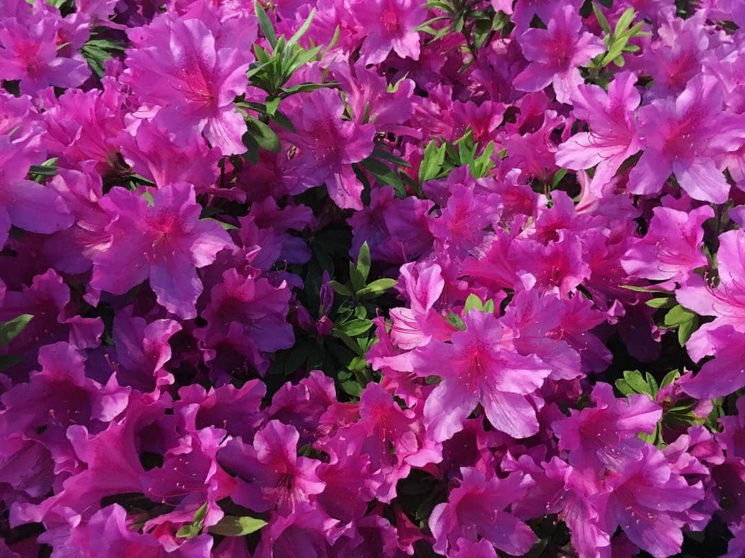 井出レイコさんのインスタグラム写真 - (井出レイコInstagram)「💐💐💐 🥳いいお天気🌞🌼🌸🌼🌸 桜も好きだけど つつじも 好き。 毎年 あちこちに綺麗だなぁ〜💕 G.Wも 明日で 終わり あっとゆぅま😌 ・ #つつじ お花や自然が 好きになったなぁ🌿🥀笑 ・ #gw #happyholidays #happyweekend  #2019 #55 #5月5日 #love 好きな数字😘ww ⑤ #CHANEL #5」5月5日 16時00分 - ide_reiko_