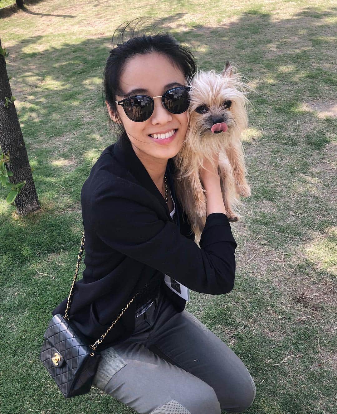 のインスタグラム：「1, 2, or 3? 🐶 #chorkie #チワキー #ヨーチワ」