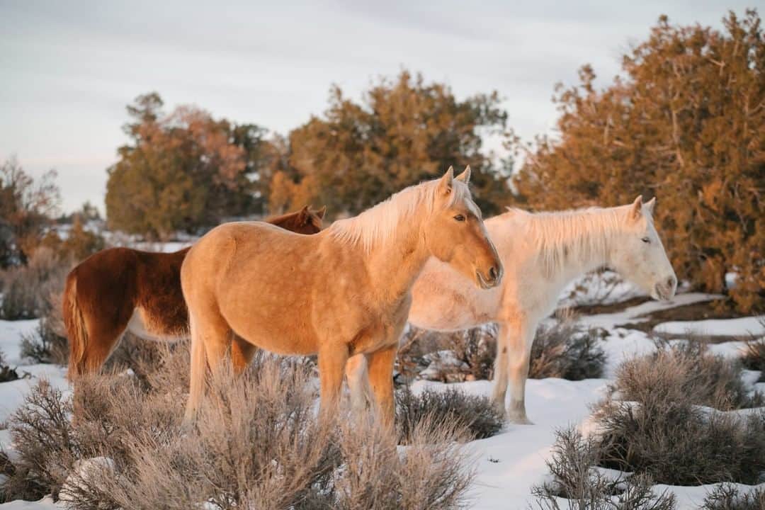 National Geographic Travelさんのインスタグラム写真 - (National Geographic TravelInstagram)「Photo by @kiliiiyuyan | A group of free ranging horses graze along the rim of Canyon de Chelly, on the Navajo Nation. Horses are considered sacred animals by the Diné, many of whom maintain free-ranging herds. In recent times, drought has brought great suffering to feral horses in the region, which are considered to be heavily overpopulated. Follow me, @kiliiiyuyan, for more from the human relationship to the natural world. #arizona #horse #navajo」5月5日 16時14分 - natgeotravel