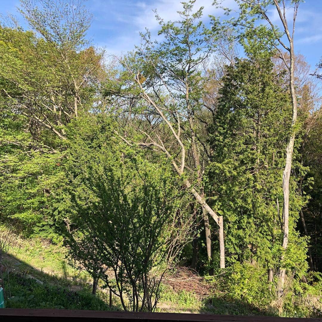 Carlos K.さんのインスタグラム写真 - (Carlos K.Instagram)「相変わらずの庭 ただ木が一本折れて引っかかってます、、、 これって切ったほうが良いですよね、、」5月5日 16時18分 - carlosk1228