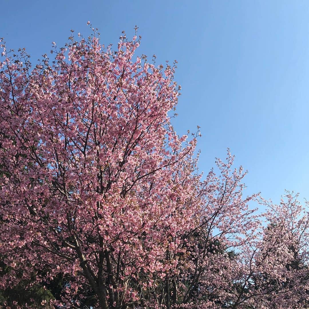 山賀琴子さんのインスタグラム写真 - (山賀琴子Instagram)「無加工でこの鮮やかなピンク色🌸﻿ ﻿ 北海道でよく見かける﻿ エゾヤマザクラ(蝦夷山桜)🌸﻿ 私の地元はこの時期に桜が咲くよ🌸﻿ ﻿」5月5日 16時21分 - kotokoyamaga