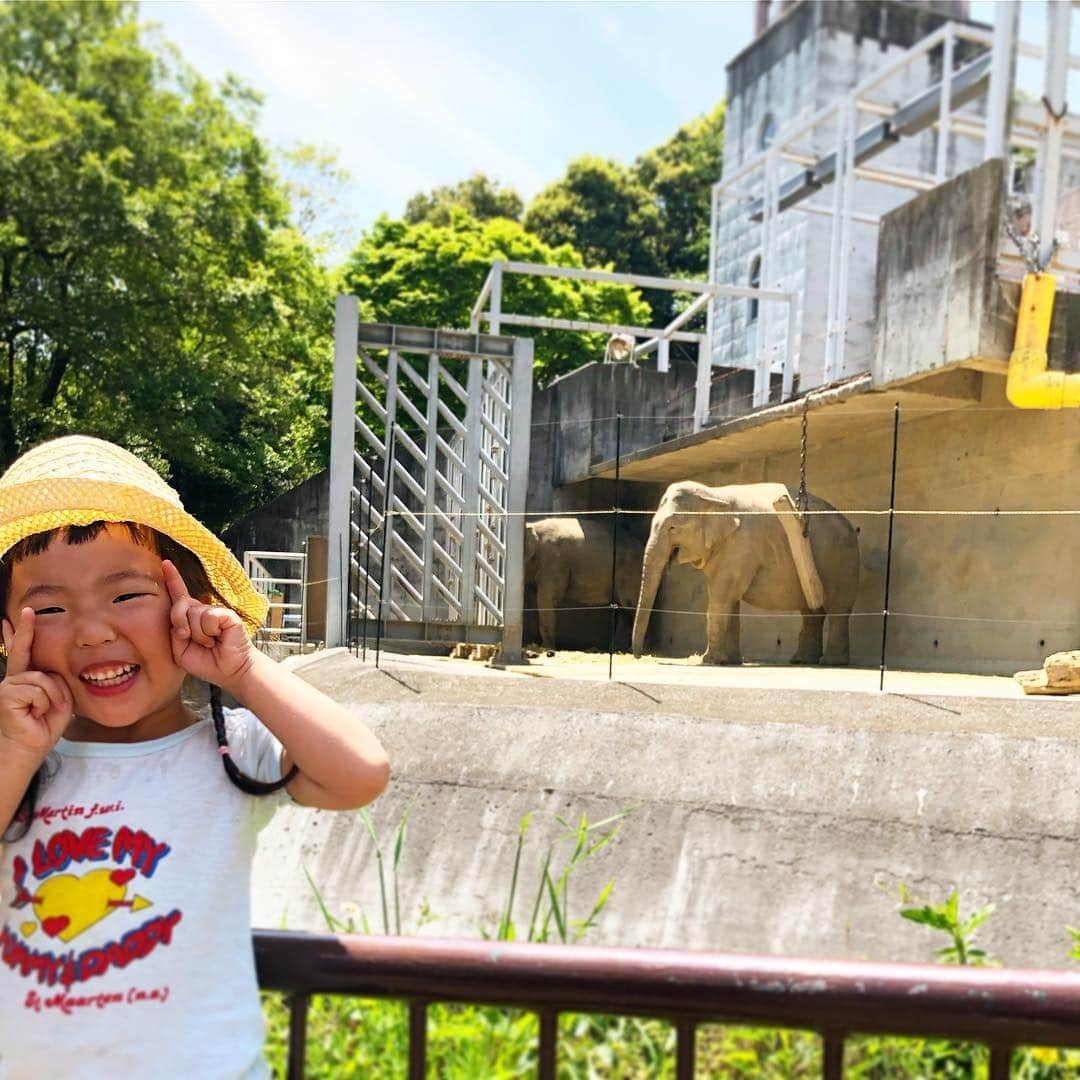 新井美穂さんのインスタグラム写真 - (新井美穂Instagram)「今日は#多摩動物公園 へ。#お揃い帽子 で久しぶりの#母娘ツーショット の機会だったのに 娘はライオンさんを被ると言い張り、あんた誰やねん？みたいな人との微妙なツーショット写真😭（笑）紛れもなく#愛娘 だけど😅  #子供の日 なのでおやつは#柏餅 と折り紙で作った鯉のぼりにチョコ入れてあげて🍫 娘は大喜びで、鯉のぼりの歌を歌いながら#初めての柏餅 ペロリと２つ食べましたー。 昨夜体重計のせたら12.5キロ🤭この連休で1キロも増えてるやーん（笑） #娘2歳11ヵ月#連休太り#よく食べる娘#食欲旺盛#母娘休日#休日おでかけ」5月5日 16時32分 - arai_miho