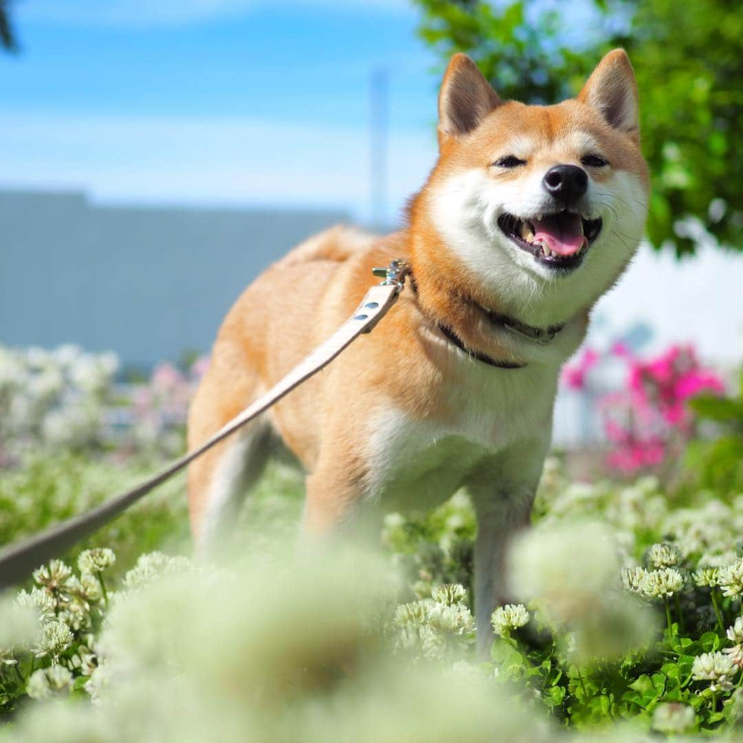 豆柴にこちゃんさんのインスタグラム写真 - (豆柴にこちゃんInstagram)「🐶 近所の公園にひなたぼっこしに 行ったらたくさん歩いてくれた😆 3枚目は動画。 . 昨日今日と、脚の調子良さそう。 ゆっくりだけど草の匂いをたどって テクテク歩いてたよー✨ . #にこの右足闘病記 . #柴犬#豆柴#pecoいぬ部#犬#わんこ#犬#ここ柴部#shibainu#dog#mameshiba#pecotv#dog#いぬのきもち部#しばいぬ#しばけん#こいぬ#シバイヌ#いぬ#イヌ#赤柴#マメシバ#ペット#日本犬#子犬#puppy#doggo#pet」5月5日 16時33分 - nikochan.mame48