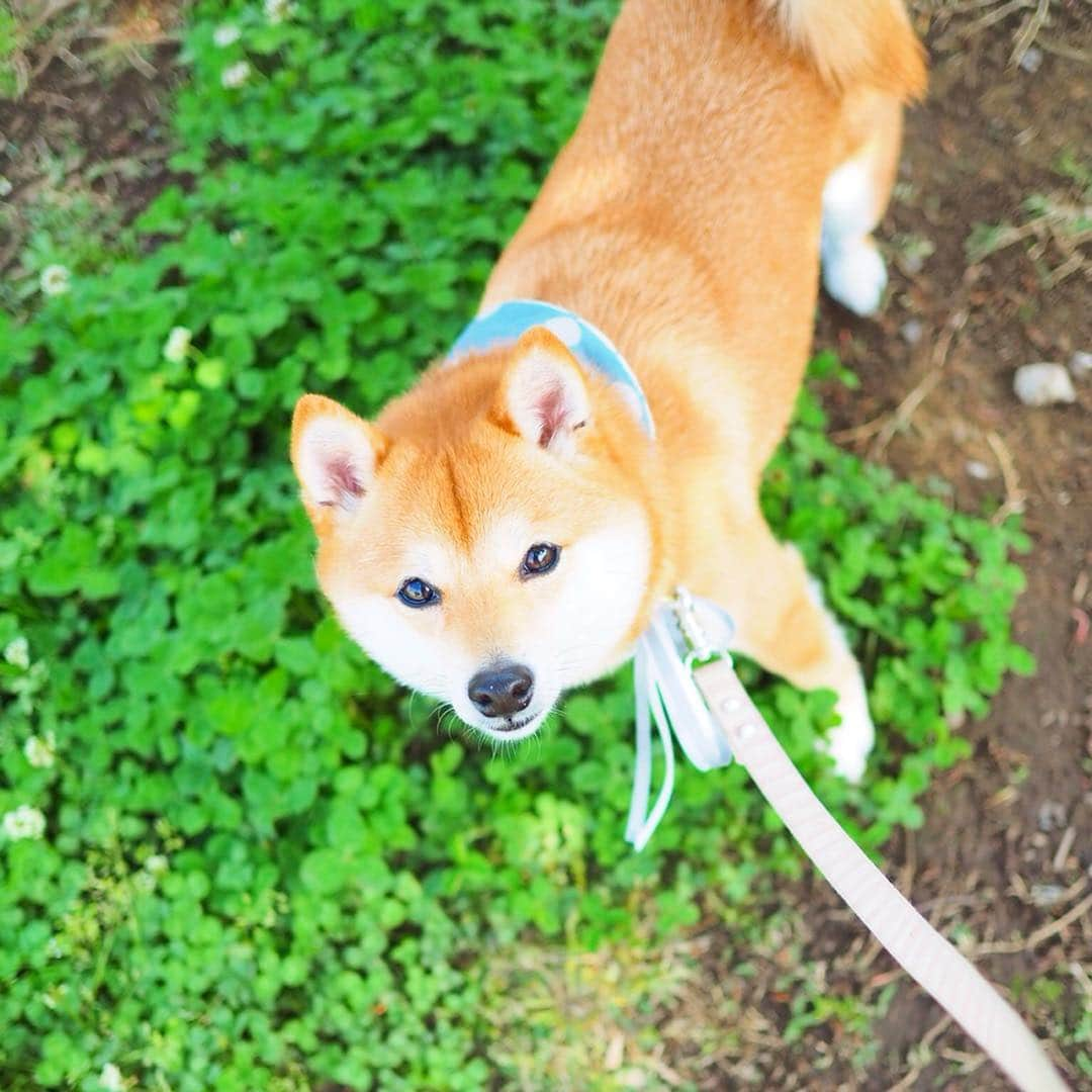 豆柴にこちゃんさんのインスタグラム写真 - (豆柴にこちゃんInstagram)「🐶 近所の公園にひなたぼっこしに 行ったらたくさん歩いてくれた😆 3枚目は動画。 . 昨日今日と、脚の調子良さそう。 ゆっくりだけど草の匂いをたどって テクテク歩いてたよー✨ . #にこの右足闘病記 . #柴犬#豆柴#pecoいぬ部#犬#わんこ#犬#ここ柴部#shibainu#dog#mameshiba#pecotv#dog#いぬのきもち部#しばいぬ#しばけん#こいぬ#シバイヌ#いぬ#イヌ#赤柴#マメシバ#ペット#日本犬#子犬#puppy#doggo#pet」5月5日 16時33分 - nikochan.mame48