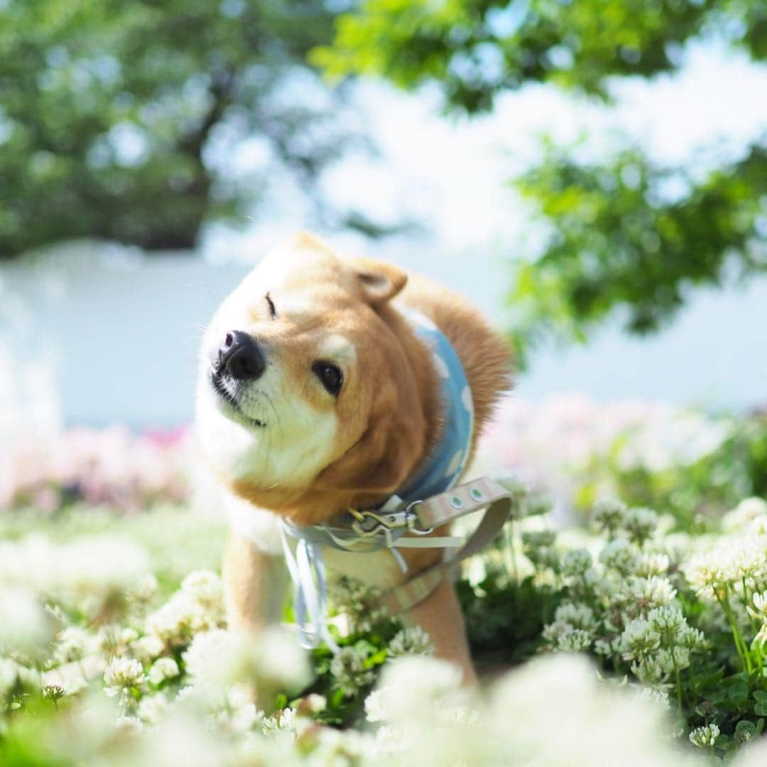 豆柴にこちゃんさんのインスタグラム写真 - (豆柴にこちゃんInstagram)「🐶 近所の公園にひなたぼっこしに 行ったらたくさん歩いてくれた😆 3枚目は動画。 . 昨日今日と、脚の調子良さそう。 ゆっくりだけど草の匂いをたどって テクテク歩いてたよー✨ . #にこの右足闘病記 . #柴犬#豆柴#pecoいぬ部#犬#わんこ#犬#ここ柴部#shibainu#dog#mameshiba#pecotv#dog#いぬのきもち部#しばいぬ#しばけん#こいぬ#シバイヌ#いぬ#イヌ#赤柴#マメシバ#ペット#日本犬#子犬#puppy#doggo#pet」5月5日 16時33分 - nikochan.mame48