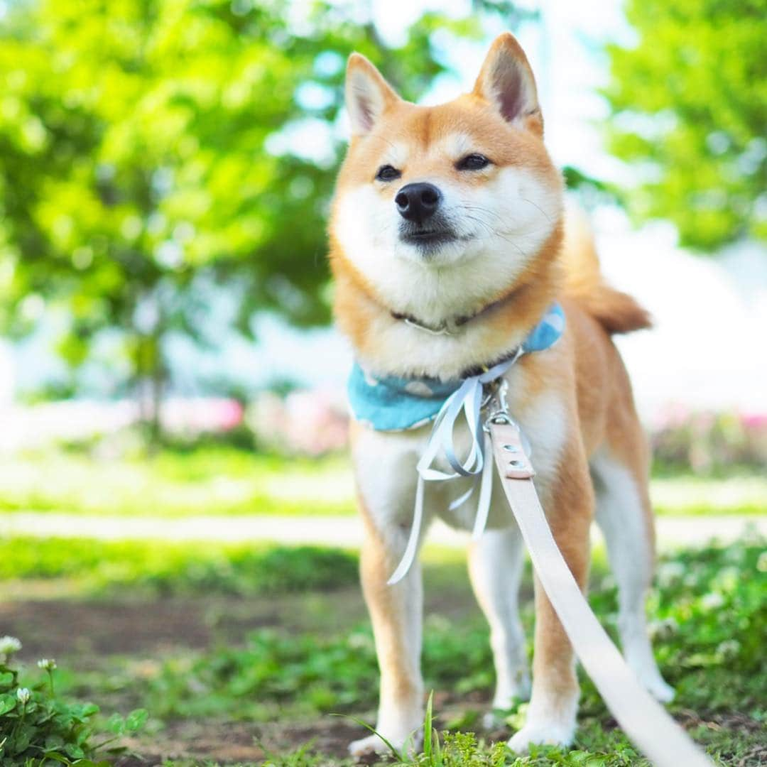 豆柴にこちゃんさんのインスタグラム写真 - (豆柴にこちゃんInstagram)「🐶 近所の公園にひなたぼっこしに 行ったらたくさん歩いてくれた😆 3枚目は動画。 . 昨日今日と、脚の調子良さそう。 ゆっくりだけど草の匂いをたどって テクテク歩いてたよー✨ . #にこの右足闘病記 . #柴犬#豆柴#pecoいぬ部#犬#わんこ#犬#ここ柴部#shibainu#dog#mameshiba#pecotv#dog#いぬのきもち部#しばいぬ#しばけん#こいぬ#シバイヌ#いぬ#イヌ#赤柴#マメシバ#ペット#日本犬#子犬#puppy#doggo#pet」5月5日 16時33分 - nikochan.mame48