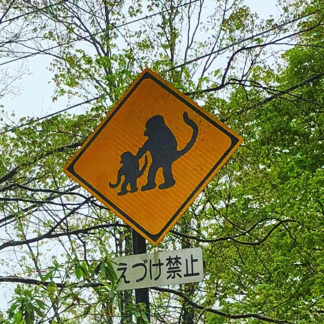 しなしさとこさんのインスタグラム写真 - (しなしさとこInstagram)「. . 2019GWしなし家旅行⑭ えづけ禁止〜。 10年箱根通いも一度も遭遇なし。 父を迎えに行く釣り場近くにある 猿の親子が可愛い標識です🐒🐒 . . #しなしさとこ #satokoshinashi #女子格闘技 #格闘技女子 #ジョシカク #女子アスリート #腹筋女子 #mma #柔道 #judo #柔術 #サンボ #42歳 #アラフォー#標識 #えづけ禁止 #看板 #猿の親子 #10年 #遭遇 #無し #しなし家#猿滑坂 #猿すべり坂 #面白い看板」5月5日 16時45分 - shinashisatoko