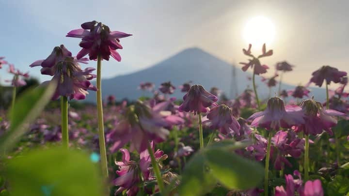 phantastic420のインスタグラム：「. 🤩🤩“Shizuoka” prefecture in Japan is a place where you can see the most “phantastic” Mt. Fuji🗻 in the world.🤩 #富士山 #mtfuji #japan #shizuoka #fujinomiya  #phantastic420photography #mostphantasticmtfuji #selamatpagi  #goodmorning  #おはようございます 😇😇😇😇😇😇😇🗻😇😇 #逆光のれんげやばくないですかシリーズ 🤣😋😍🤩」