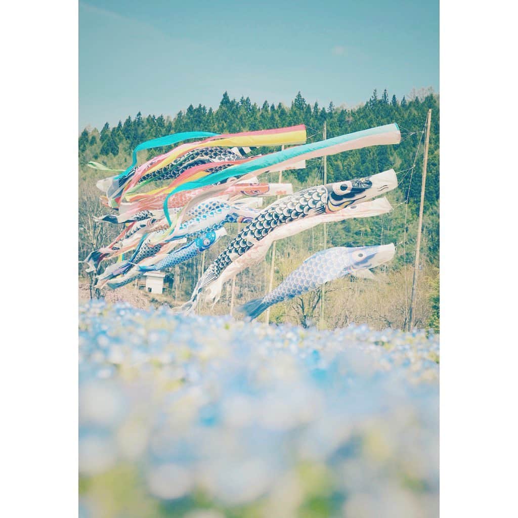 紗々さんのインスタグラム写真 - (紗々Instagram)「こどもの日(*'ω'*)🎏✨ * #こいのぼり #鯉のぼり #こどもの日 #ネモフィラ #5月 #カメラ女子 #photography #may #instagram #igersjp #tokyocameraclub #blue #flowers #japan #childrensday」5月5日 16時54分 - 03sasa03