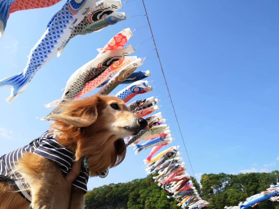 ?モデル?大地?さんのインスタグラム写真 - (?モデル?大地?Instagram)「♪🐾2019*🎏5*5🐾 . 昨日は☀早起きして 相模川の🎏こいのぼりを見に🐾お散歩して来たよ🎶 . . 📷2019*5*4 . . 🐾🐾🐾🐾🐾🐾🐾🐾🐾🐾🐾🐾🐾🐾 . #大地#大好き#だいすき #いつも一緒#ずっと一緒 #大地なしでは生きて行けませんw #いぬ#イヌ#犬#わんこ . #ワンコ#愛犬#いぬばか部 #犬バカ部#いぬら部#いぬすたぐらむ #犬のいる暮らし#犬の生活が第一 #pecoいぬ部 . #横浜#yokohama#神奈川 #こいのぼり#鯉のぼり#散歩 #お散歩 #ミニチュアダックスフンド#ミニチュアダックス #ダックスフンド#ダックス」5月5日 17時00分 - sachi_daichi