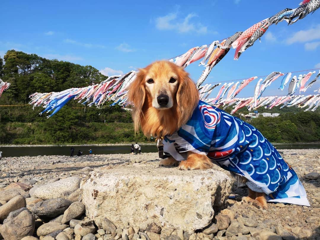 ?モデル?大地?さんのインスタグラム写真 - (?モデル?大地?Instagram)「♪🐾2019*🎏5*5🐾 . 昨日は☀早起きして 相模川の🎏こいのぼりを見に🐾お散歩して来たよ🎶 . . 📷2019*5*4 . . 🐾🐾🐾🐾🐾🐾🐾🐾🐾🐾🐾🐾🐾🐾 . #大地#大好き#だいすき #いつも一緒#ずっと一緒 #大地なしでは生きて行けませんw #いぬ#イヌ#犬#わんこ . #ワンコ#愛犬#いぬばか部 #犬バカ部#いぬら部#いぬすたぐらむ #犬のいる暮らし#犬の生活が第一 #pecoいぬ部 . #横浜#yokohama#神奈川 #こいのぼり#鯉のぼり#散歩 #お散歩 #ミニチュアダックスフンド#ミニチュアダックス #ダックスフンド#ダックス」5月5日 17時00分 - sachi_daichi