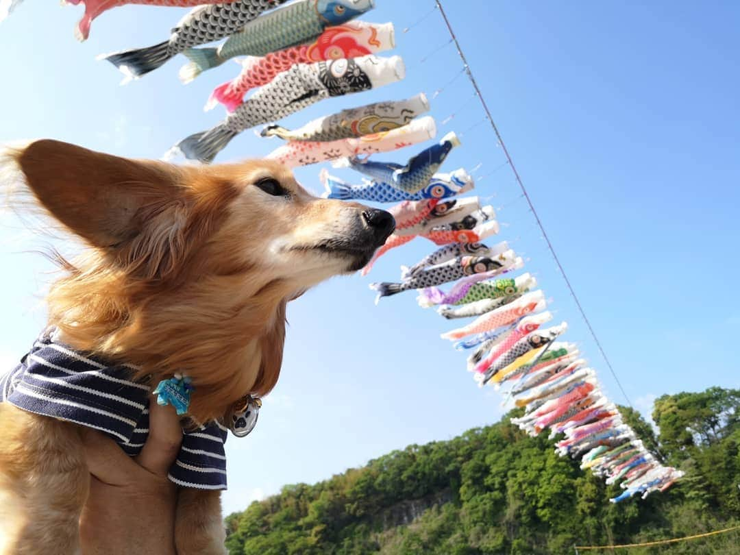 ?モデル?大地?さんのインスタグラム写真 - (?モデル?大地?Instagram)「♪🐾2019*🎏5*5🐾 . 昨日は☀早起きして 相模川の🎏こいのぼりを見に🐾お散歩して来たよ🎶 . . 📷2019*5*4 . . 🐾🐾🐾🐾🐾🐾🐾🐾🐾🐾🐾🐾🐾🐾 . #大地#大好き#だいすき #いつも一緒#ずっと一緒 #大地なしでは生きて行けませんw #いぬ#イヌ#犬#わんこ . #ワンコ#愛犬#いぬばか部 #犬バカ部#いぬら部#いぬすたぐらむ #犬のいる暮らし#犬の生活が第一 #pecoいぬ部 . #横浜#yokohama#神奈川 #こいのぼり#鯉のぼり#散歩 #お散歩 #ミニチュアダックスフンド#ミニチュアダックス #ダックスフンド#ダックス」5月5日 17時00分 - sachi_daichi