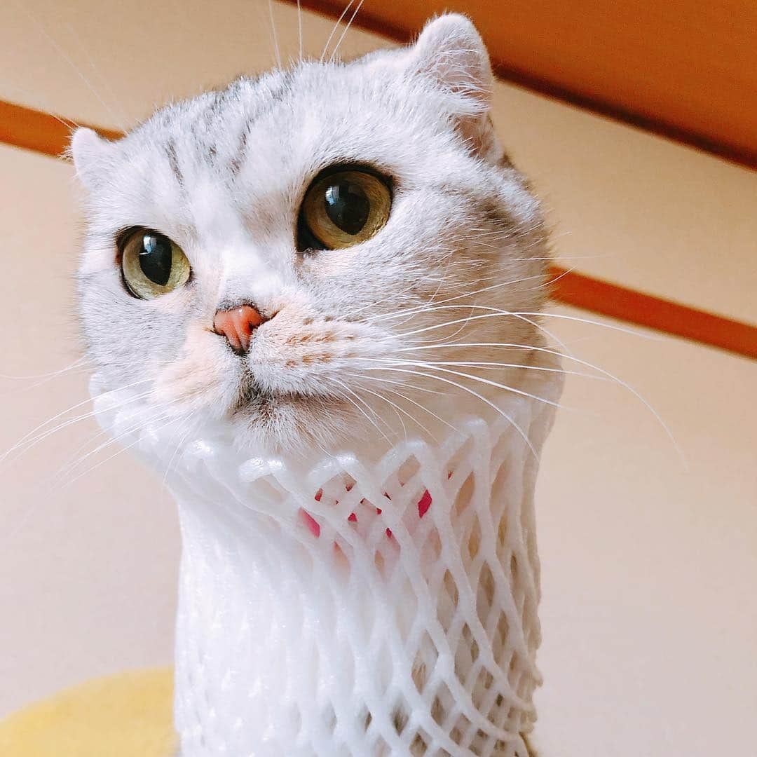 HANAさんのインスタグラム写真 - (HANAInstagram)5月5日 17時24分 - hana__kitty