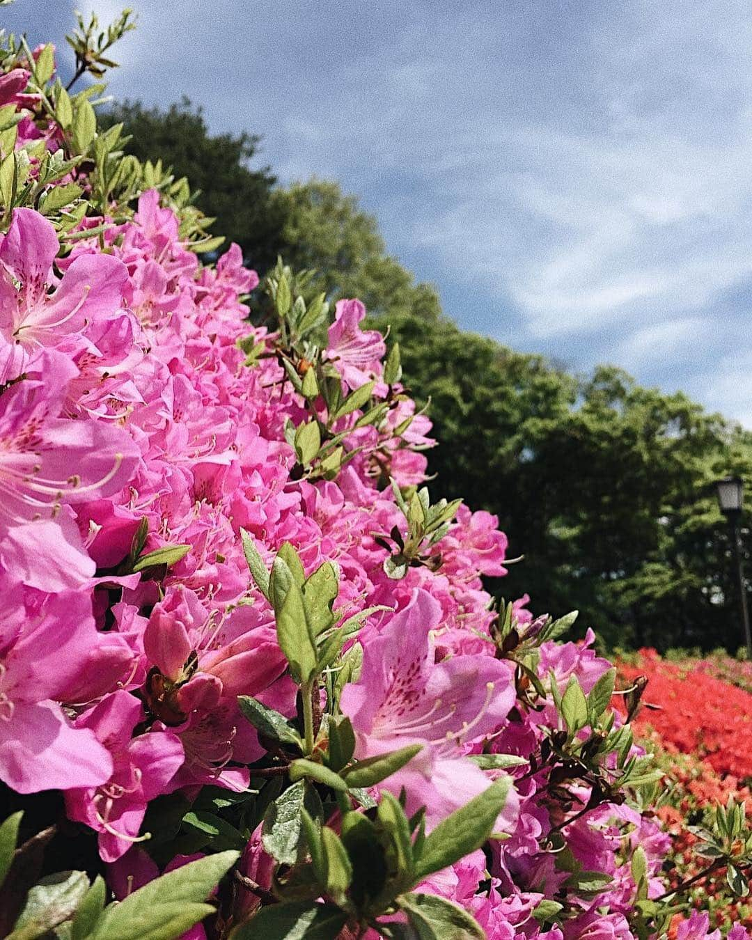 ?長野県 観光 公式インスタグラム さんのインスタグラム写真 - (?長野県 観光 公式インスタグラム Instagram)「//﻿ Photo by @isamu.to﻿ ﻿ Tsurumine Park’s Azalea Festival—No. 1 in Central Japan﻿ (Okaya City)﻿ ﻿ Tsurumine Park, located in Okaya City, has 30,000 azaleas in 30 varieties. In Central Japan, it is known as Japan’s No. 1 azalea garden.﻿ ﻿ The park’s azalea festival will be held until May 14th, and is visited by many tourists. ﻿ ﻿ Enjoy the festive atmosphere surrounded by azalea in myriad colors.﻿ ﻿ Tsurumine Park Azalea Festival﻿ Festival Period: until Friday, May 14th﻿ Hours: 9:00 to 18:00﻿ *For details, see the Okaya City Tourism Association’s website.﻿ ﻿ ============﻿ ﻿ 中部一のつつじの名所﻿ 「鶴峯公園つつじ祭り」﻿ ＠岡谷市﻿ ﻿ 岡谷市にある「鶴峰公園」﻿ 30種類3万株のつつじを有し﻿ 中部では日本一の名所として知られています🌸﻿ ﻿ 5月14日までは「つつじ祭り」が﻿ 開催され多くの方で賑わいます🍃﻿ ﻿ 色とりどりのつつじに囲まれ﻿ 身も心も華やかな気分になれますよ✨﻿ ﻿ □鶴峯公園つつじ祭り﻿ 期間：5月14日(金)まで﻿ 時間：午前9時から午後6時まで﻿ ※詳しくは「岡谷市観光協会公式」ウェブサイトを御覧ください﻿ ﻿ ＿＿＿＿＿＿＿＿＿ ﻿ ﻿ ⛰インスタアワード作品募集中⛰﻿ 応募期間4/25～6/16﻿ 詳しくはプロフィールのリンクからご覧ください﻿ ﻿ @nagano_japan をフォローして﻿ 応募期間(4/25～6/16)内に ﻿ 長野県内で撮った写真には﻿ #長野のいいところ﻿ 花フェスタ会場で撮った写真には﻿ #信州花フェスタ2019﻿ を付けて投稿するだけ✨﻿ ﻿ ＿＿＿＿＿＿＿＿＿﻿ ﻿ Location /  Okaya City, Nagano, Japan ﻿ ﻿ #長野のいいところ #鶴峯公園つつじ祭り #岡谷市」5月5日 17時27分 - nagano_japan