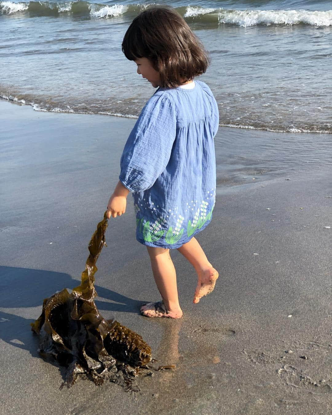 川島章良さんのインスタグラム写真 - (川島章良Instagram)「. . . 『ワカメ持ってかえろ〜』 大きいワカメを海でみつけて家に持ってかえろ〜ってずっと言ってた。 ワカメは大好きなきあちゃん。  ワカメを見つけてはおうちに持ってかえろーっと。 言ってくる。 うまくごまかし。 あっこれ大きいから持って帰れないねーとふぁーとした断りしかできなかった。 むずー。 . . . #きあちゃんあるある #育児あるある#育児ないない#親バカ#親バカ部#ママリ#パパリ#娘#3歳#ワカメ#海」5月5日 17時45分 - hannyakawashima