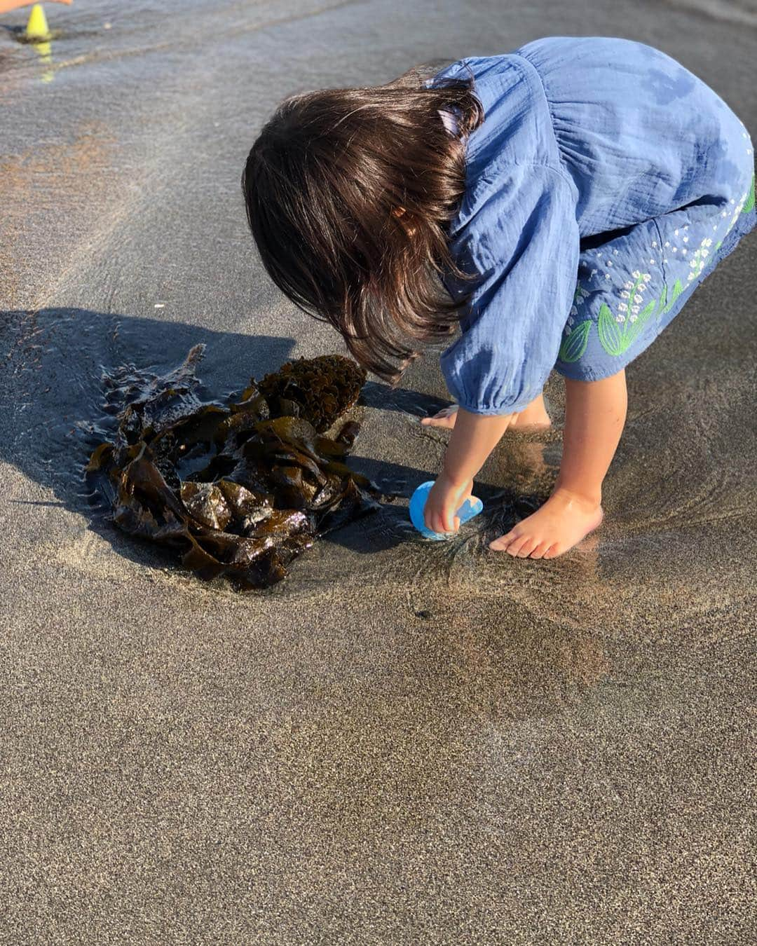 川島章良さんのインスタグラム写真 - (川島章良Instagram)「. . . 『ワカメ持ってかえろ〜』 大きいワカメを海でみつけて家に持ってかえろ〜ってずっと言ってた。 ワカメは大好きなきあちゃん。  ワカメを見つけてはおうちに持ってかえろーっと。 言ってくる。 うまくごまかし。 あっこれ大きいから持って帰れないねーとふぁーとした断りしかできなかった。 むずー。 . . . #きあちゃんあるある #育児あるある#育児ないない#親バカ#親バカ部#ママリ#パパリ#娘#3歳#ワカメ#海」5月5日 17時45分 - hannyakawashima