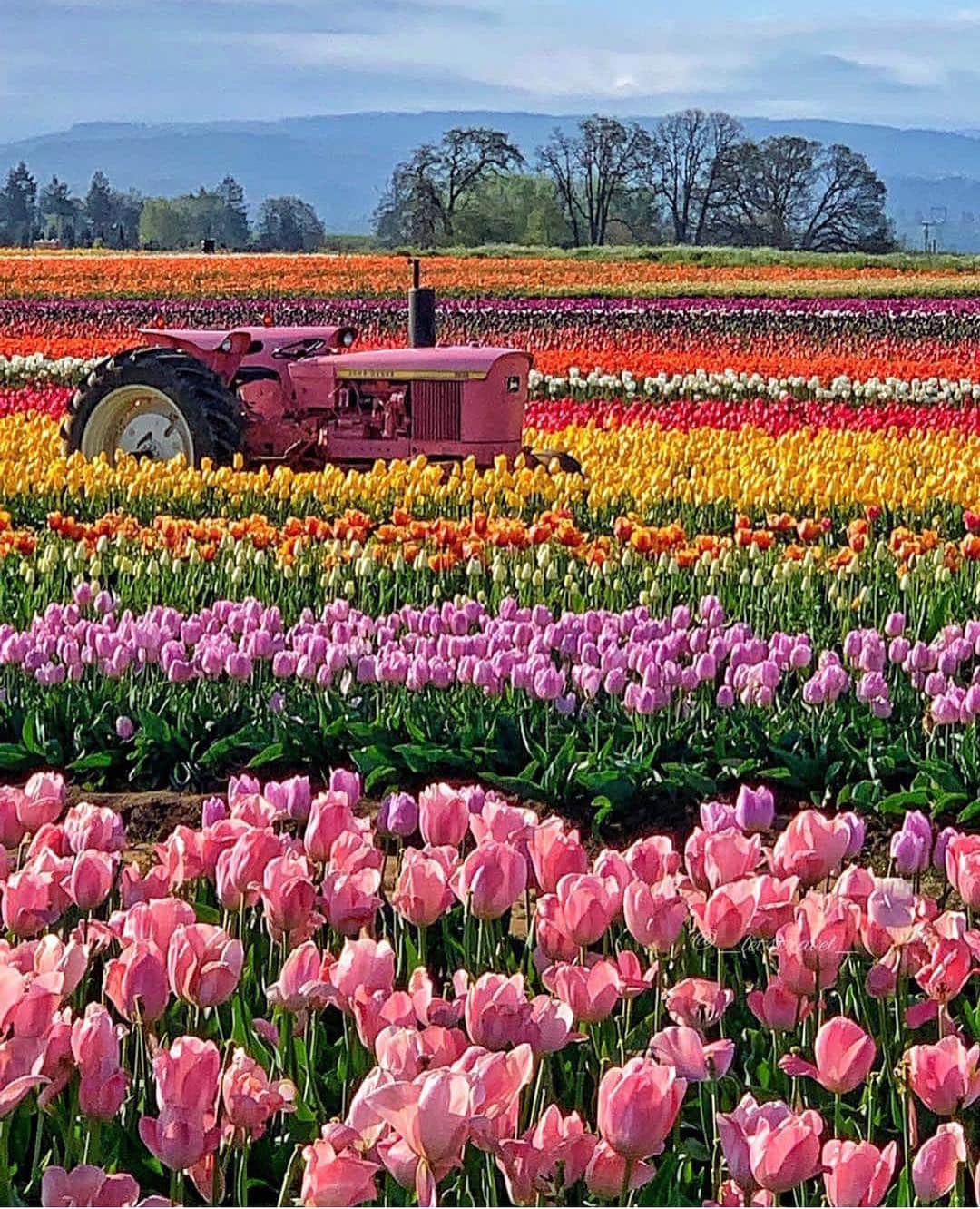 Wonderful Placesさんのインスタグラム写真 - (Wonderful PlacesInstagram)「Beautiful sunrise at Wooden Shoe Tulip Festival ✨🌷🌷🌷✨ . Pictures by ✨✨@_letstravel_✨✨ #wonderful_places for a feature 💖」5月6日 4時54分 - wonderful_places