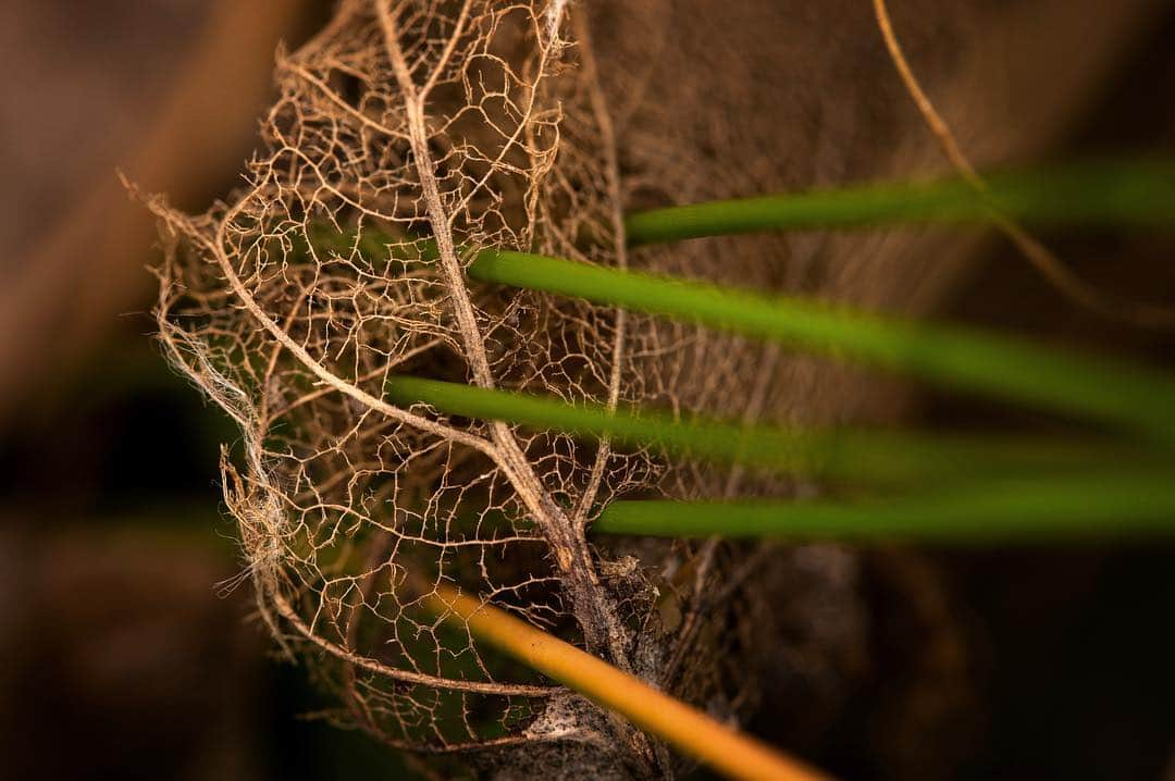 アンジー・ペインさんのインスタグラム写真 - (アンジー・ペインInstagram)「A new season sneaking through. • • • • • #macro #macrophotography」5月6日 3時38分 - angelajpayne