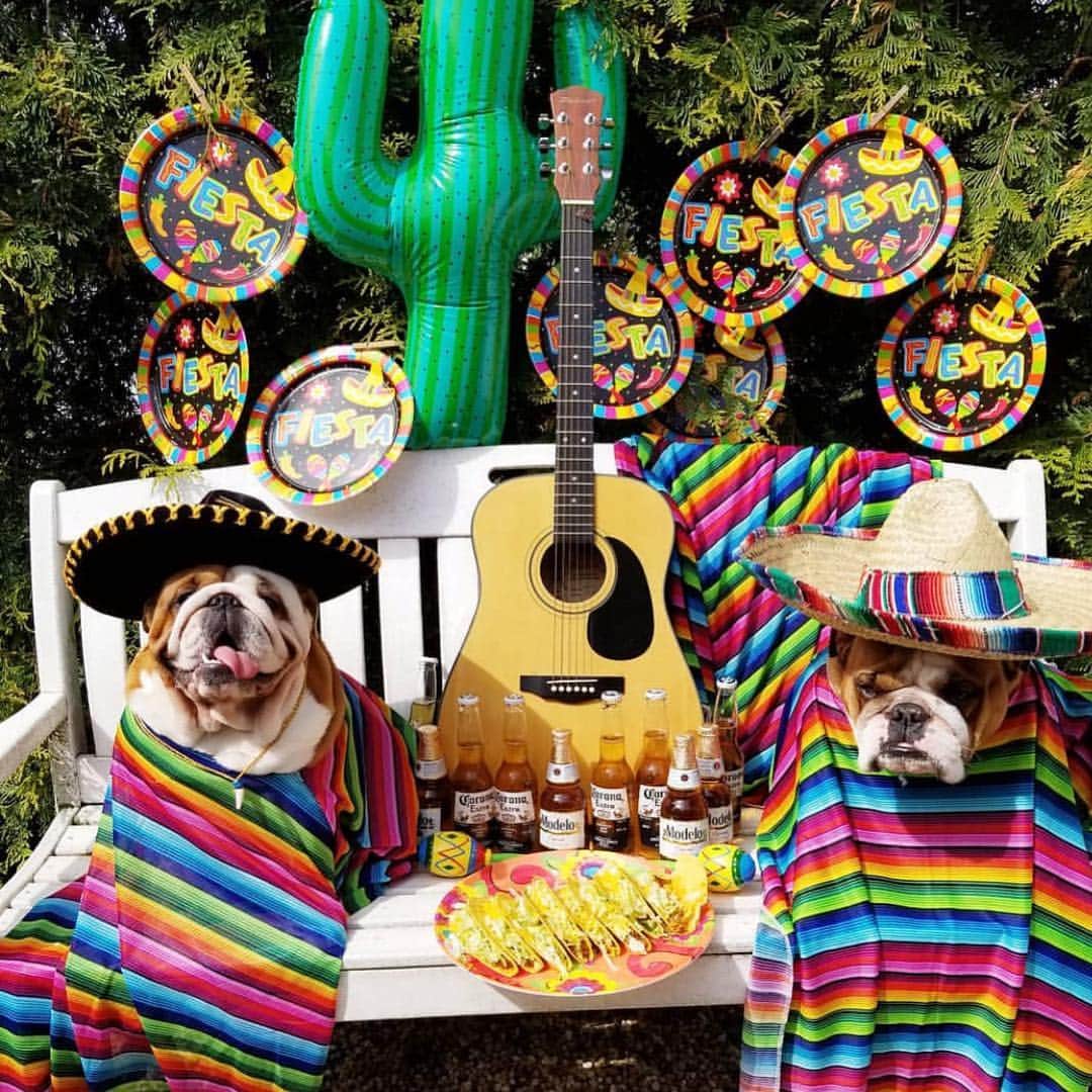 Bodhi & Butters & Bubbahさんのインスタグラム写真 - (Bodhi & Butters & BubbahInstagram)「Let the festivities begin! 🍹🌮🐶 . . . . . #bulldog #bestoftheday #dogsofinstagram #cincodemayo #mexico #california #taco #flavored #kisses #sundayfunday @mackthebullydog」5月6日 4時07分 - keonistuff