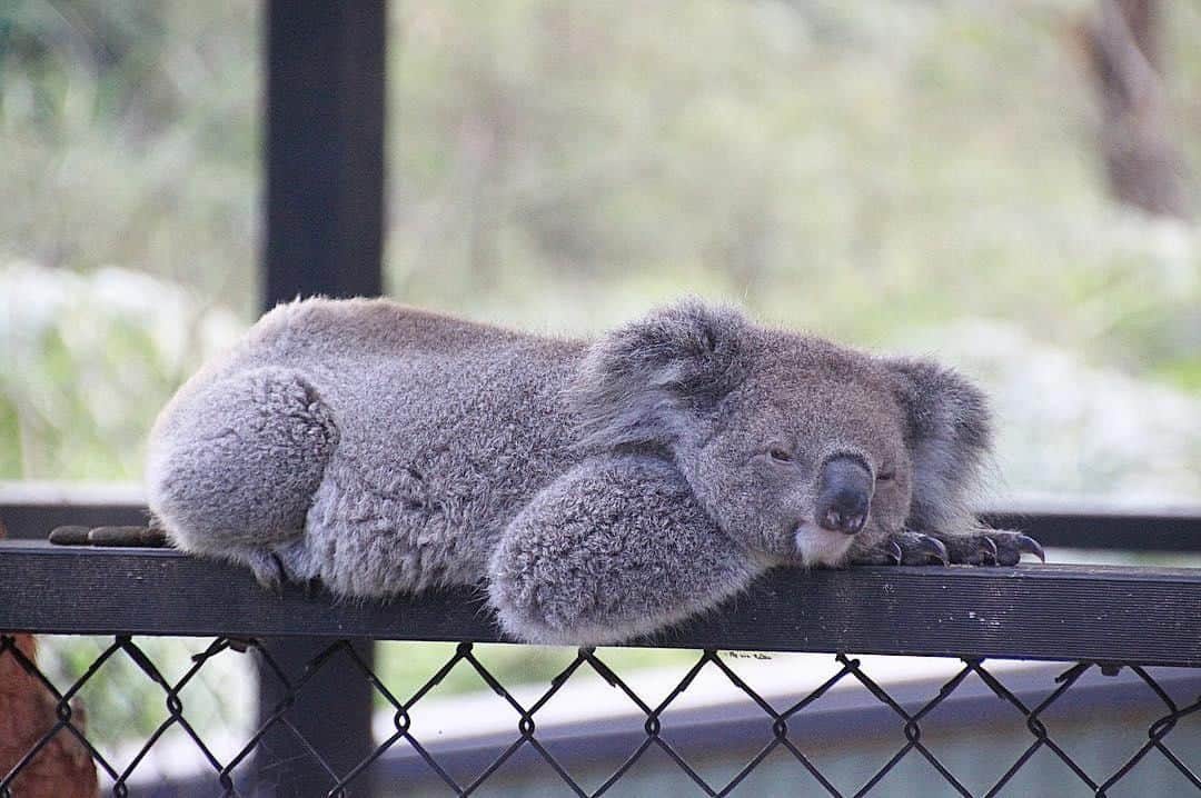 Australiaさんのインスタグラム写真 - (AustraliaInstagram)「Spotted: One fluffy pancake chilling out at the @australianreptilepark. 🐨🥞 @mitchsquires saw this adorable boy flat out on the fence at this @visitnsw #wildlife park enjoying a snooze. Located on the @visitcentralcoastnsw, over 30 #koalas call this spot home and live a laid-back lifestyle that involves many naps and (leafy) snacks. Experience how relaxed they really are in person with a close-up encounter on the ‘VIP behind the scenes tour,’ (Disclaimer: fluffy pancake not included, sorry!) 😜  #seeaustralia #newsouthwales #wildlifephotography #weeklyfluff #travel」5月6日 4時00分 - australia