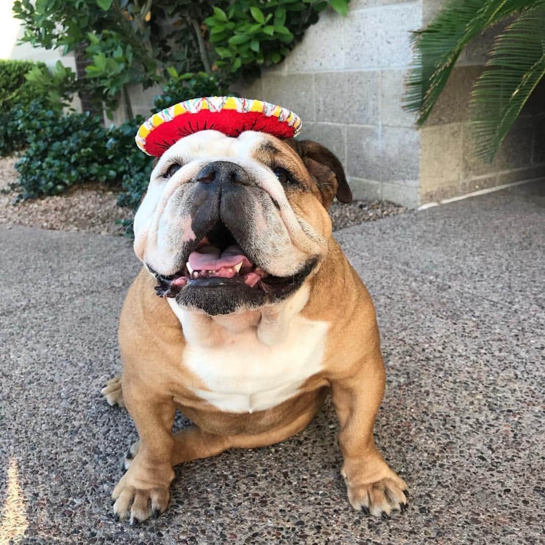 Alexia Clarkさんのインスタグラム写真 - (Alexia ClarkInstagram)「They say it’s Cinco de Drink-o and I’m like nah, it’s Cinco De Doggo 🐶🌶🌮 What are you guys doing to celebrate?! . . . Only a limited time left to get a discount on my workout program and meal plan! Go to www.alexia-clark.com . . #alexiaclark #queenofworkouts #queenteam #queen2019 #dogsofinstagram #fitness #fitgirl #workout #roxy #englishbulldog」5月6日 4時05分 - alexia_clark