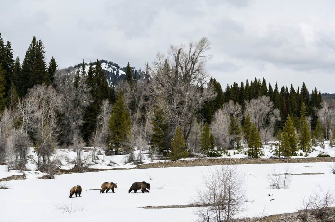 National Geographic Travelさんのインスタグラム写真 - (National Geographic TravelInstagram)「Photo by @taylorglenn | Grizzly 399 and her cubs appear for a brief moment while crossing Pilgrim Creek in Grand Teton National Park, Wyoming. As the snow melts the bears are able to forage in the meadows and replenish themselves after a long winter hibernation. Follow @taylorglenn for more from #Wyoming and beyond #399 #grizzlybear #wildlife #grandtetonnationalpark」5月6日 4時12分 - natgeotravel