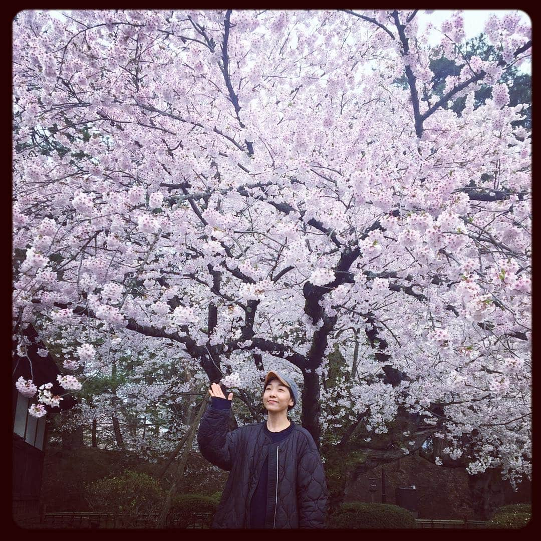 安藤サクラさんのインスタグラム写真 - (安藤サクラInstagram)「👋連休🌸☃️ ❄️積雪の岩手と🌸満開の青森。」5月5日 20時12分 - sakuraando