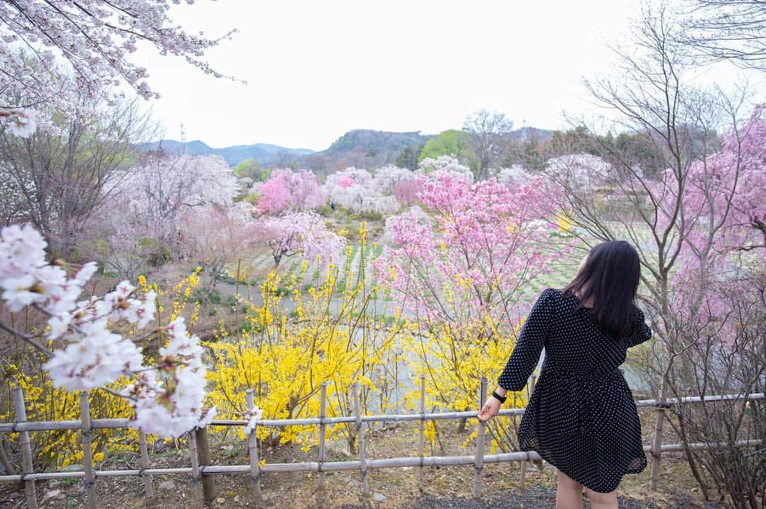 東北女子さんのインスタグラム写真 - (東北女子Instagram)「. 福島賞櫻part4:#四季の里緑水苑 . 去三春瀧櫻前順路找的景點， 結果好像是個秘境！？ 舒服的日式庭院，觀光客又少，超推👍 . . 📍營業：8:30-17:00 📍交通：從JR喜久田站搭計程車10分鐘 . . ✨#東北女子福島賞櫻之旅 📷2019.04.17 . #日本東北 #東北女子travel #福島 #郡山 #福島縣 #日本桜 #東北之旅 #賞櫻 #東北花見 #日本自助 #東北賞櫻 #日本賞櫻 #賞櫻之旅 #行くぜ東北 #春の東北インスタキャンペーン #東北女子 #tohoku #fukushima　#fukushimacity　#wakufuku」5月5日 20時19分 - tohoku_girl_official