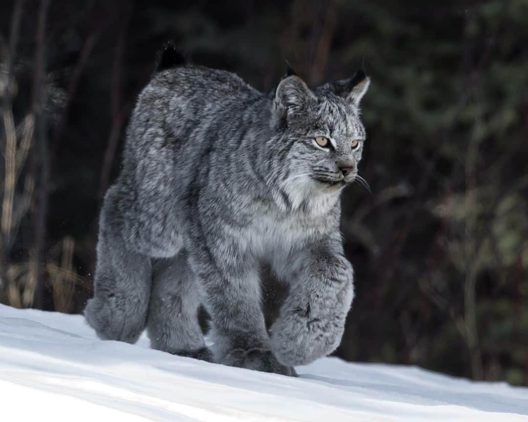 Discoveryさんのインスタグラム写真 - (DiscoveryInstagram)「Boots with the fur... . . “The Canadian Lynx pictured above was less than a year old when this photo was taken in March.” 📸 + caption by Kevin Smith (@wildwildwestphotography) . . . . #adventure #travel #nature #photography #photooftheday #explore #naturephotography #nature #potd #weekend #funny #lynx #CanadianLynx #boots #furry #bigcats #wildlifeig #sundayfunday」5月5日 20時21分 - discovery