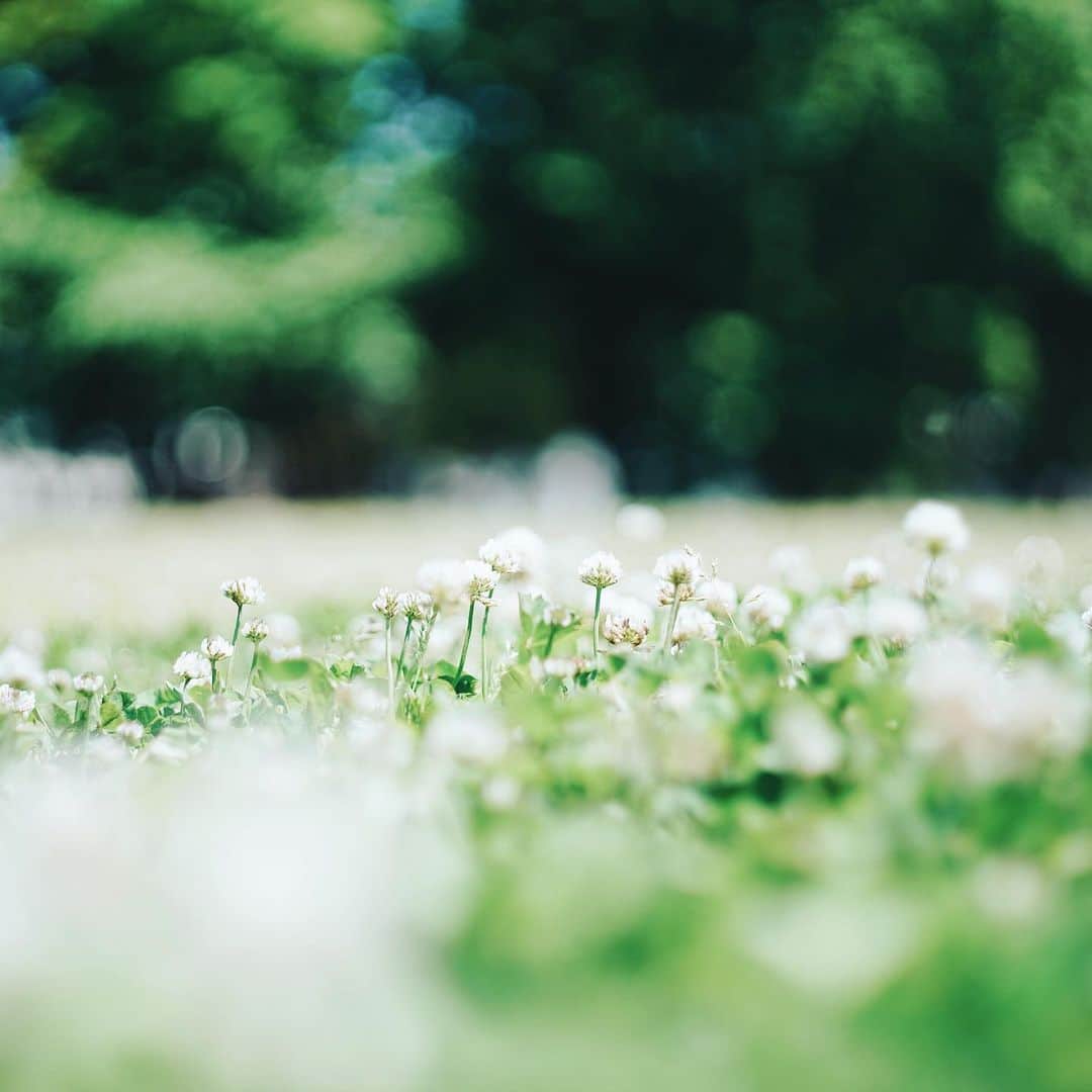Naokoのインスタグラム：「picnic season! * GWはのんびり過ごしました〜 芝生が気持ちよくてほぼ毎日通っていた気がする。 自然の中の娘はキラキラとても可愛いくて 何時間でも過ごせちゃう😚 鳥に蝶々にアリにてんとう虫に どんどん新しい出会いを経験しています。 見つけると目を輝かせて指差しで教えてくれるから キュンとしちゃう。 動物も虫も好きな女の子になってもらいたいな。」
