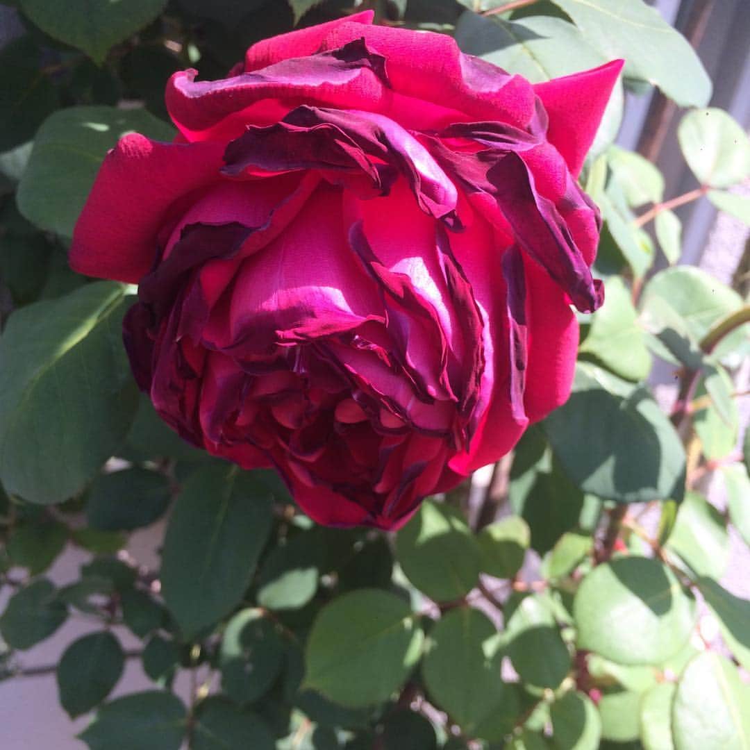 友利愛美さんのインスタグラム写真 - (友利愛美Instagram)「年々、花が好きになります☺️✨ #Flower #岡本真夜 さんの歌詞 #tomorrow じゃないけど #アスファルトに咲いてる花にもぐっときます。 #花」5月5日 20時50分 - aimitomori