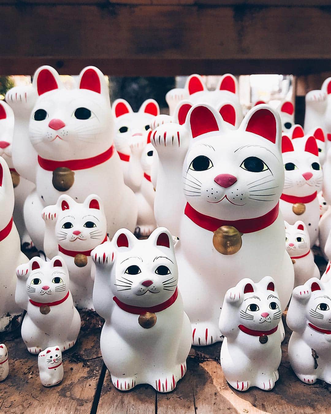 小塚源太のインスタグラム：「Maneki-neko🇯🇵😻🤞🏽 福きたれ。 #beckoningcat #manekineko #gotokuji #豪徳寺 #Tokyo」