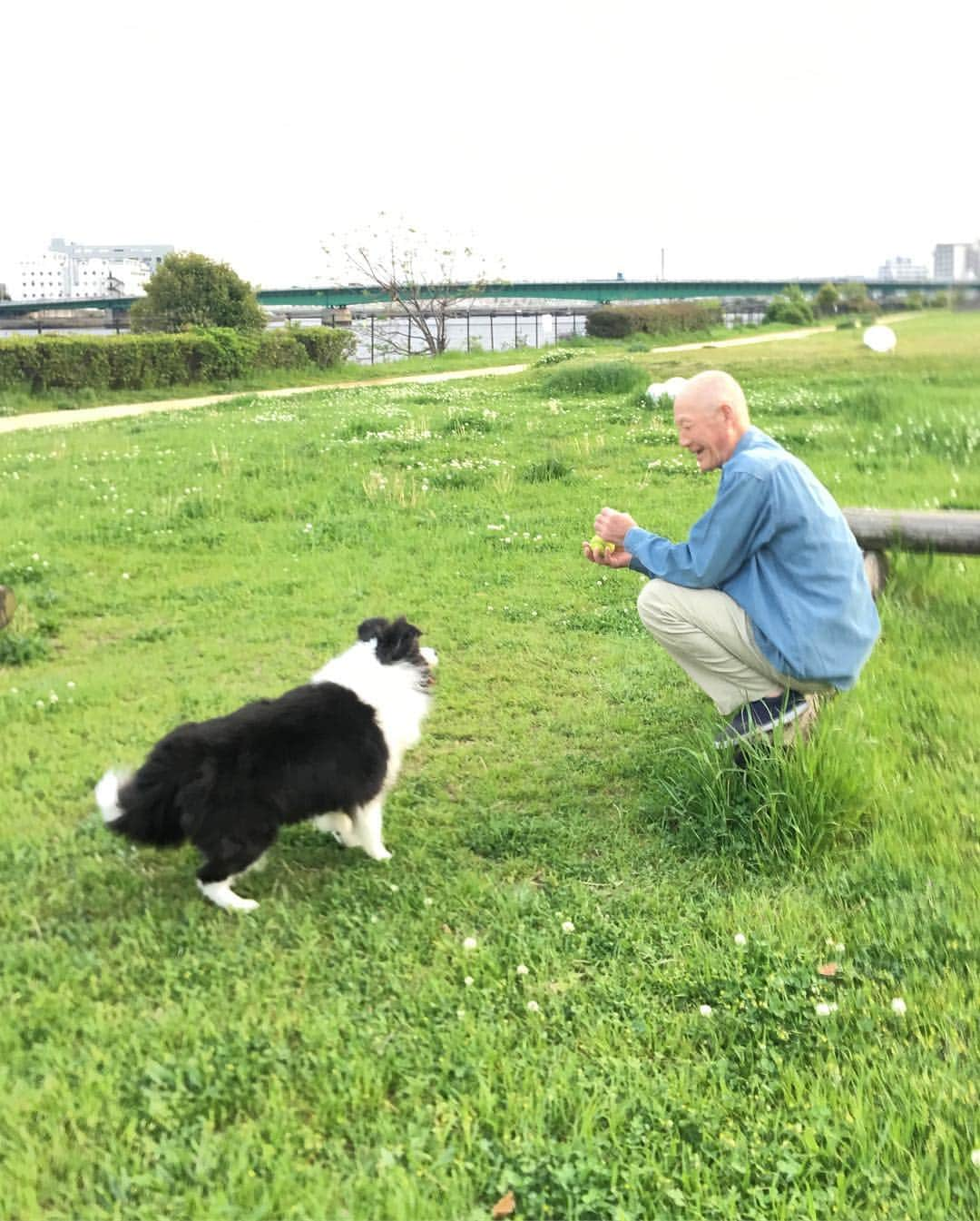 犬バカ部宣伝部長さんのインスタグラム写真 - (犬バカ部宣伝部長Instagram)「近所のおじいちゃんに遊んでもらったよ🐼㊗️﻿ これおじいちゃんが持ってた🎾テニスボールなのに、『ちょうだい💕ちょうだい💕』っておねだりするから🤣くれたじゃない🐼💕㊗️﻿ ﻿ おじいちゃん。そらちゃんのエンドレス具合に…﻿ 最後ちょっと困ってた🤣﻿ ﻿ #犬バカ部﻿ #bordercollie﻿ #ボーダーコリー ﻿ #基本遊びはエンドレス」5月5日 20時58分 - umetaturou