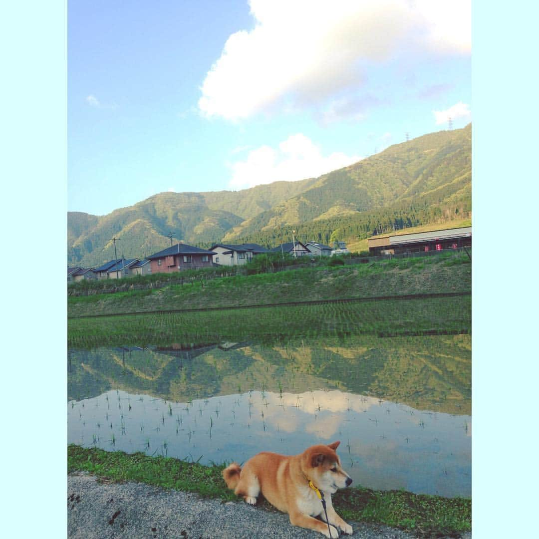 Hanamichi ＆ ℕㆁℜ〡ｋㆁ♡のインスタグラム：「・ ・ さかさまの空 ・ ・ ・ #五月 #田んぼ #田園 #水鏡 #SMAP #柴犬 #しばいぬ #子犬 #わんこ #dog #shiba #puppy #love #dogsofinstagram #japan #ricefield #shibastagram」