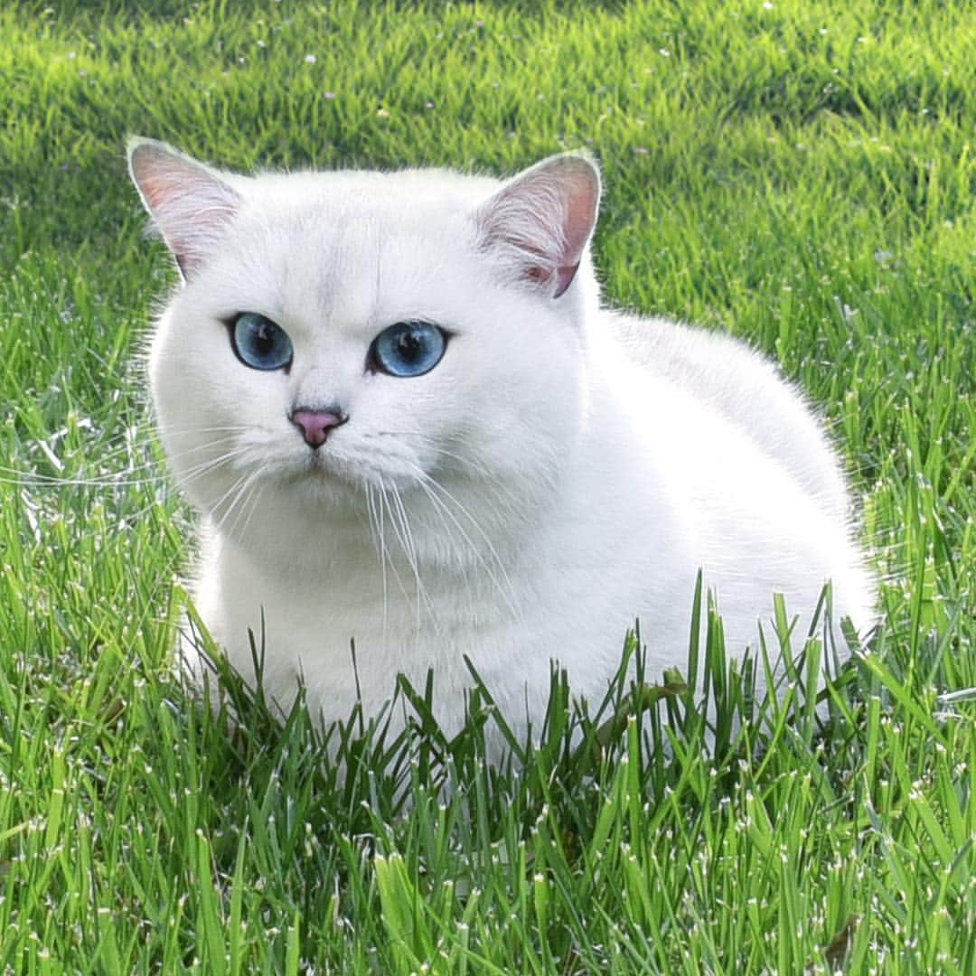 コビーさんのインスタグラム写真 - (コビーInstagram)「Pretending to be a duck so the humans throw me bread.」5月5日 21時01分 - cobythecat