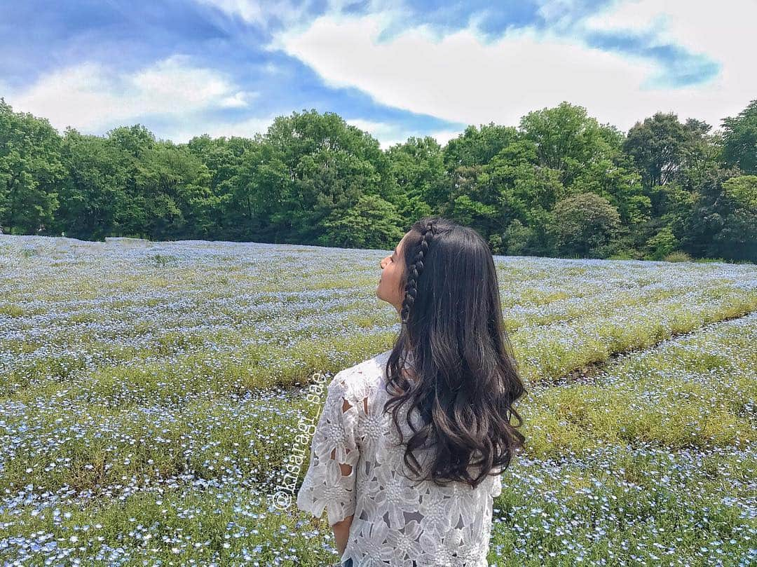 如月さえさんのインスタグラム写真 - (如月さえInstagram)「* 💙💙💙 * #goodnighteveryone😴 #instagood #instagram #instapic #instalike  #nature_lovers #bestnatureshots #flowerstagram #bestphoto_japan #nemophila #springflowers #お花見 #ネモフィラ #お散歩 *」5月5日 21時31分 - kisaragi_sae