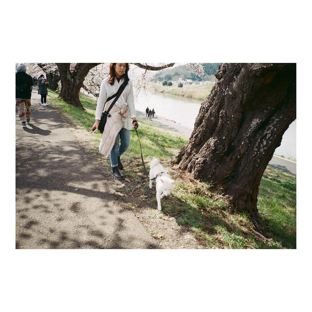 Supassaraさんのインスタグラム写真 - (SupassaraInstagram)「Snapped! 📸 #supasfilm #filmphotography #35mmfilm #contaxt3 #fujicolor100 #ishootfilm #filmisnotdead #ibelieveinfilm #เซนไดxโตเกียวอย่าทำให้เสียวแล้วเลี้ยวหลบได้หม๊าย」5月5日 21時35分 - supassra_sp