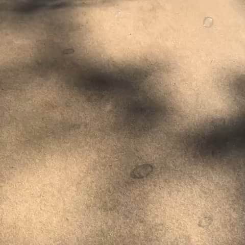 阿知波妃皇のインスタグラム：「朝、公園を歩いたらベンチにはおじいちゃんとおばあちゃんが仲良く座ってお話をしてた、たくさんの人と、動物がいて、芝生の上でウクレレを弾いてるおじいちゃんもいた、こどもたちがはしったりシャボン玉したり、少しの時間ただのとおり道がとてもすきでした」