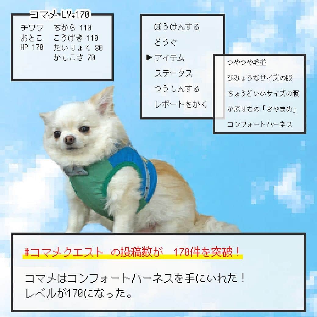 iDog&iCatさんのインスタグラム写真 - (iDog&iCatInstagram)「#コマメクエスト への投稿が170件を突破しました！ 皆様ありがとうございます♪ ・ 投稿数が170件突破！ コマメはコンフォートハーネスを手に入れました✨ レベルも170まであがりました！ コマメクエストはまだまだ続きます！ 次は何を獲得できるでしょう？！ 引き続き皆様の投稿をお待ちしております🌟 ・ ・ ⚔ 平成〜令和へ改元記念 楽天IDOG&ICAT presents「コマメクエスト」開催★ ・ 皆さまの投稿数に応じてコマメの装備が変わったり、豪華クーポンやプレゼントがあります🎁 投稿数が増えるほど獲得できる装備やクーポン・プレゼントが増えていきます！ ・ 参加方法は、IDOG&ICATの商品を身につけたペットの写真に #コマメクエスト をつけて投稿するだけ！ お一人様何枚でも投稿可能です！ ・ 開催期間:2019/4/25-2019/5/7 9:59まで  #idogicat #idog #icat #犬の服idog #看板犬コマメ #どすこい #チワワ」5月5日 21時46分 - idogicat