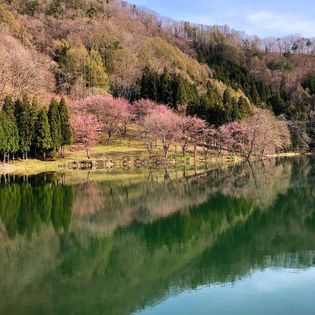 村井美樹さんのインスタグラム写真 - (村井美樹Instagram)「信濃大町の中綱湖のオオヤマザクラ。 早朝だと風が凪いで、サクラが湖面に映し出され、とても幻想的な光景が見られます。私が訪れた時はまだ2、3分咲きでしたが、美しかったです🌸✨ . その後は信濃大町駅前で鉄拳さんと信州花フェスタ2019の大町会場のオープニングセレモニー。風船が🎈屋根に引っかかるハプニングもありましたが（笑）こちらも沢山ご来場いただき、大盛況でした！😆 . #信濃大町 #信州花フェスタ2019 #中綱湖 #中綱湖オオヤマザクラ #オオヤマザクラ #オープニングセレモニー #信濃大町駅 #鉄拳 #信濃大町観光大使 #おおまぴょん #アルクマ」5月5日 21時58分 - miki_murai_