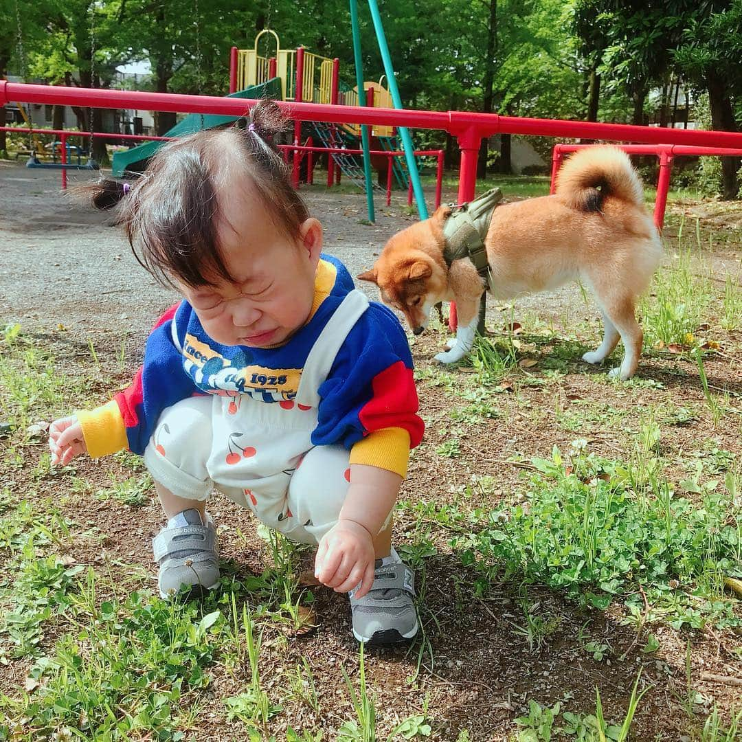 尾形貴弘さんのインスタグラム写真 - (尾形貴弘Instagram)「朝イチ散歩 早起きしてみんなで散歩！！ 寝てたミクも起こして付き合ってもらった！！ さくちゃんどんどんどんどん顔がパパに似てくね。。。 #柴犬大好き #柴犬マニア  #愛犬  #赤柴 #しばけん  #しばちゃん  #しばいぬ大好き  #shibainu  #shiba_snap  #犬ばか部  #いぬばか部 #ミク #三九 #39 #パンサー尾形 #赤ちゃん #赤ちゃんのいる暮らし #赤ちゃんと犬 #1歳2ヶ月 #サンキュー #ママリ #ベビフル」5月5日 22時11分 - miku3_miku_9