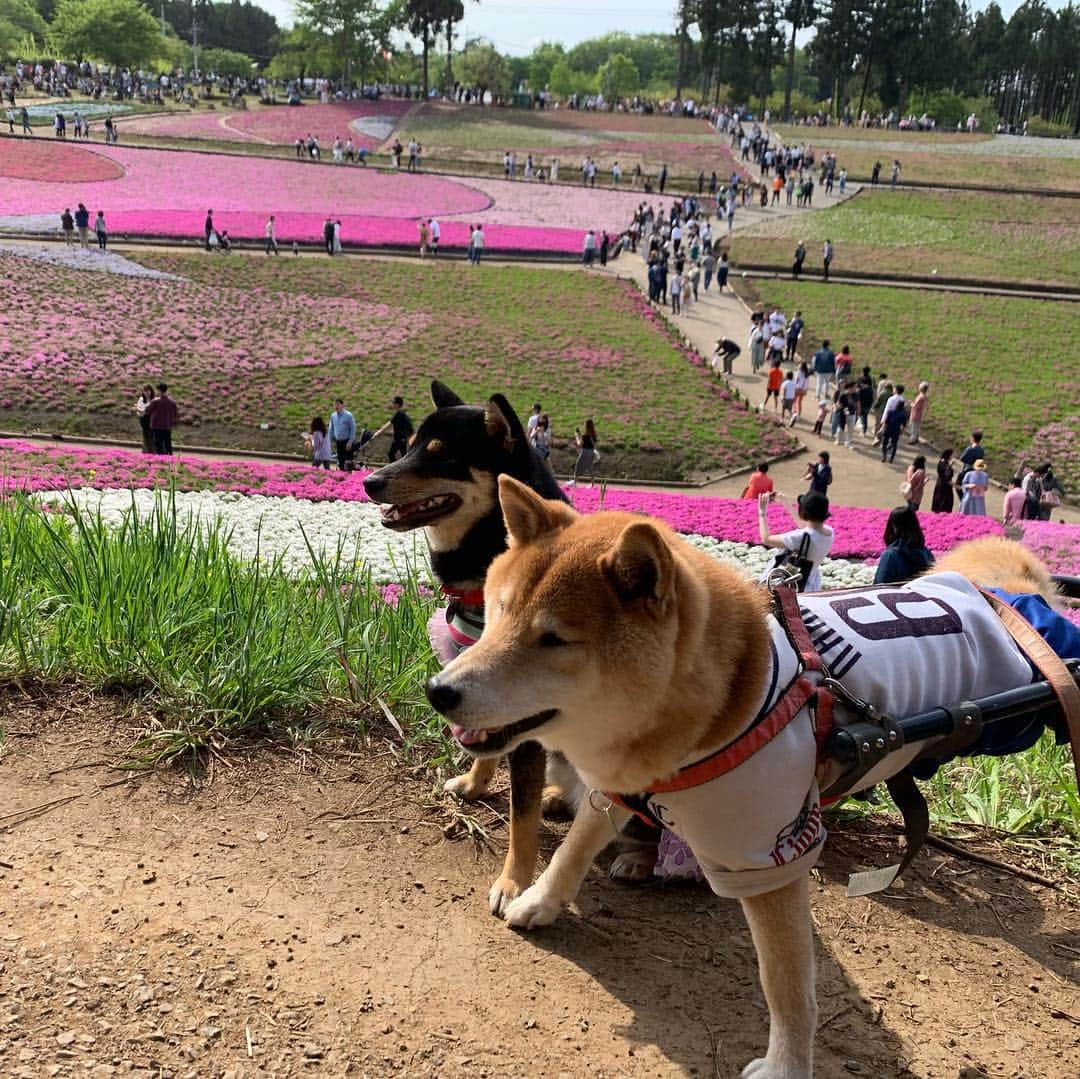 平山ユージさんのインスタグラム写真 - (平山ユージInstagram)「芝桜🌸 綺麗でした〜🐕🐾 #ゴールデンウィークらしく#芝桜 #秩父 #chocolateandhijiki #feelthenature」5月5日 22時35分 - yuji_hirayama_stonerider