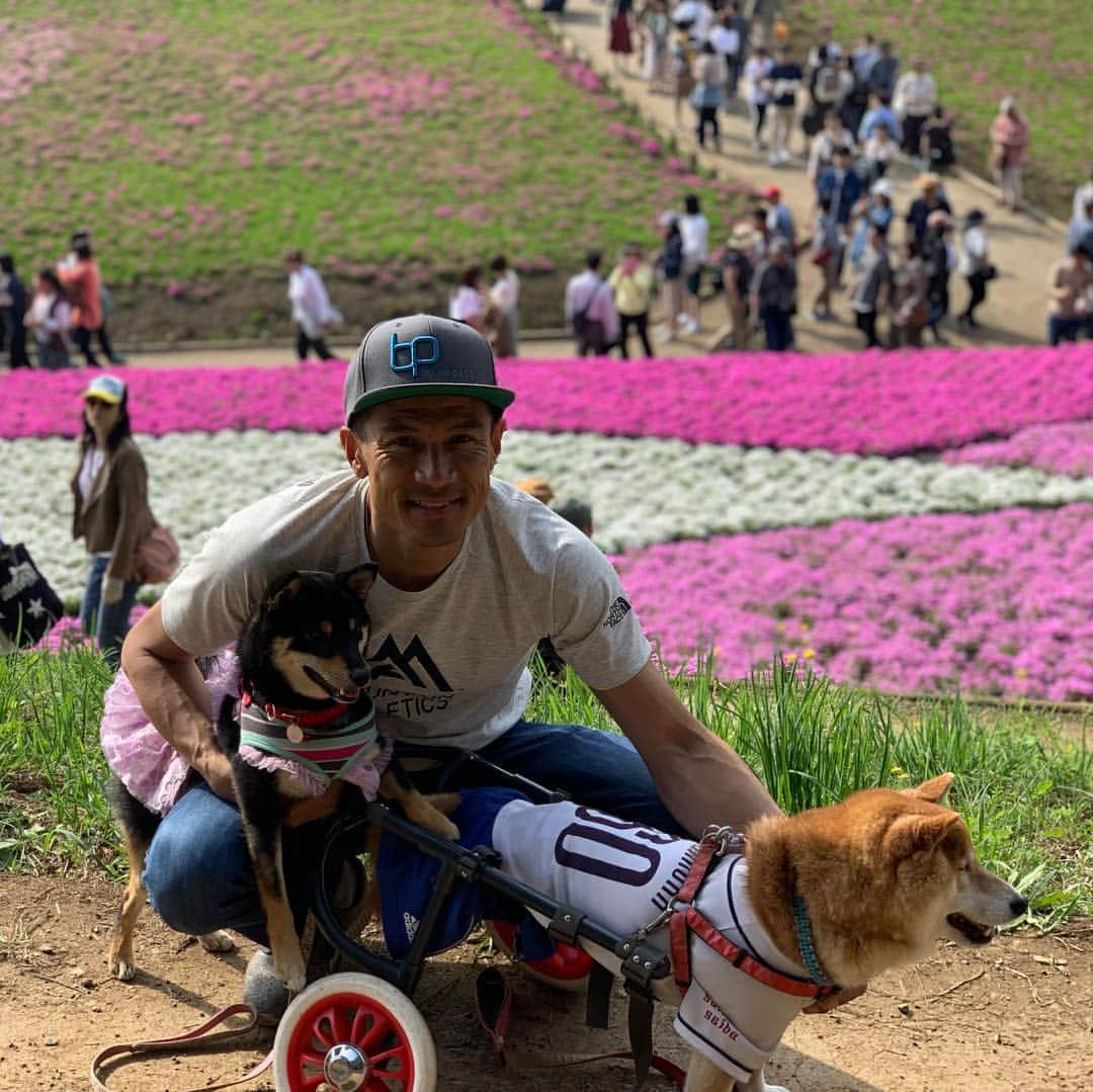 平山ユージさんのインスタグラム写真 - (平山ユージInstagram)「芝桜🌸 綺麗でした〜🐕🐾 #ゴールデンウィークらしく#芝桜 #秩父 #chocolateandhijiki #feelthenature」5月5日 22時35分 - yuji_hirayama_stonerider