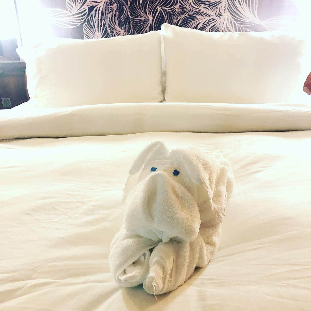 花清まゆこさんのインスタグラム写真 花清まゆこinstagram 犬 タオルアートが可愛すぎる タオルアート 犬 可愛すぎる 作りたい Kawaii Resort 旅行 現実逃避 旅 Travelling 5月5日 22時46分 Mayuusa610