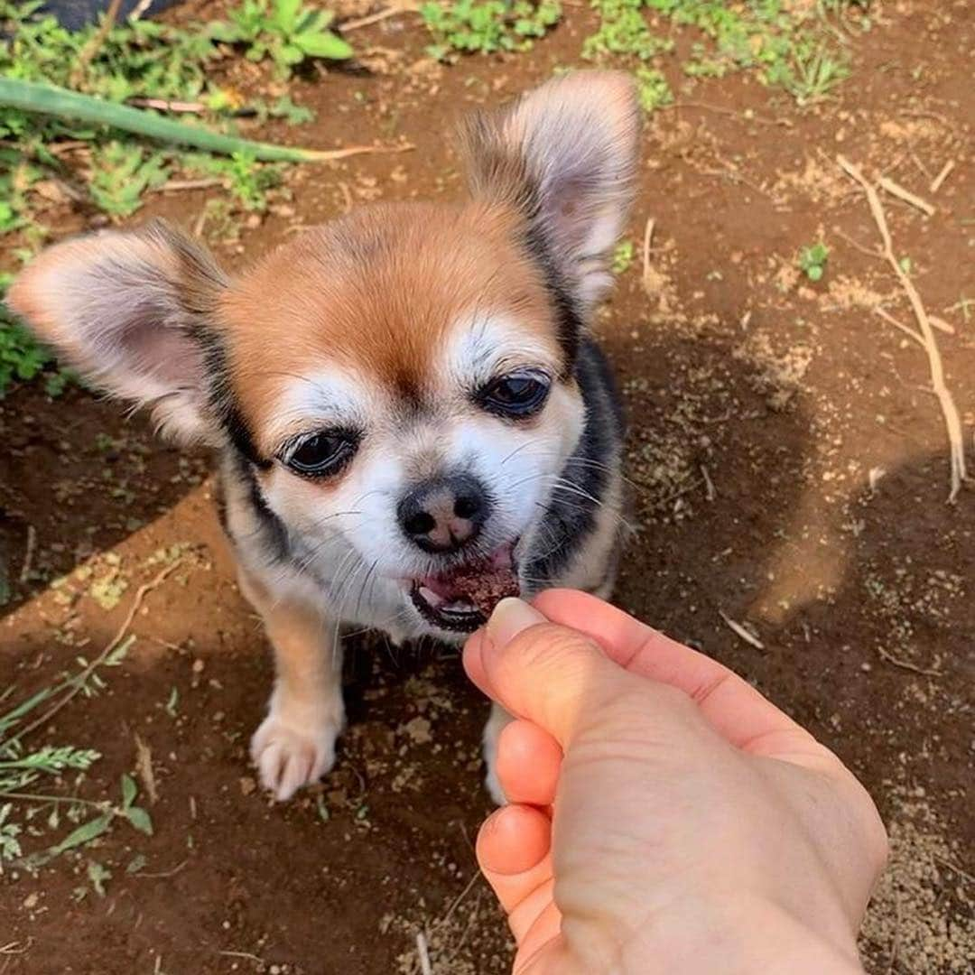 三浦理志さんのインスタグラム写真 - (三浦理志Instagram)「夏野菜たちの苗植えは、ほぼほぼ完了〜。 初の石川さんの石釜ピザ❗️ 色々と難しかった〜。笑 でも鬼うまでした！ 収穫した野菜を使って、釜で焼いたピザの味ったら！ みんな笑顔！😋 #ミウラメシ #farm #farmer #vegetables #pizza #surfandnorf #margherita #畑 #農夫 #野菜 #ピザ #ピザ釜 #マルゲリータ #マリナーラ #シラスのピザrd」5月5日 22時47分 - mar4m