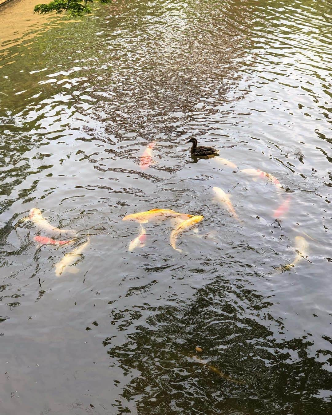 うえむらちかさんのインスタグラム写真 - (うえむらちかInstagram)「神戸最終日は﻿ ﻿ 📍生田神社﻿ ﻿ で必勝祈願をしてから広島に帰りました🚅﻿ ﻿ お願いは無事に聞き届けられたようで、本当に嬉しいです😆﻿ ﻿ 甲子園から3連勝1分と負けなし🎏🎏🎏‼️﻿ ﻿ お礼参りに伺わないとですね❤️﻿ ﻿ #生田神社 #三宮 #三ノ宮﻿ #神戸 #神社巡り #祈願﻿ #カープ女子 #タビジョ #遠征 #旅女子 #GW」5月5日 22時55分 - uemurachika