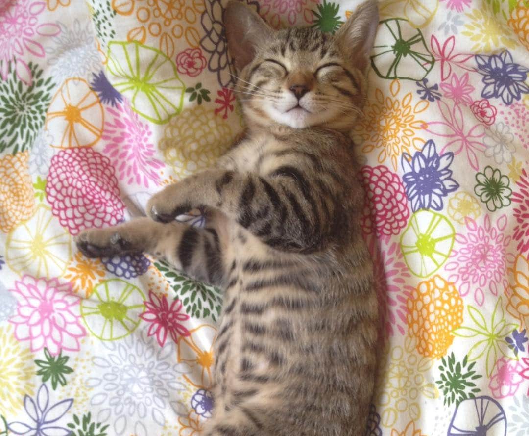 本田みずほさんのインスタグラム写真 - (本田みずほInstagram)「こどもの日🎏 親バカすぎるが、うちの子たちかわいい💕 うちに来てくれてありがとう💖 . #ギギとヴィヴィ #猫 #cat」5月5日 23時06分 - mizuhonda0422
