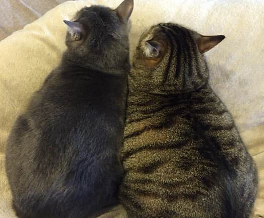 本田みずほさんのインスタグラム写真 - (本田みずほInstagram)「こどもの日🎏 親バカすぎるが、うちの子たちかわいい💕 うちに来てくれてありがとう💖 . #ギギとヴィヴィ #猫 #cat」5月5日 23時06分 - mizuhonda0422