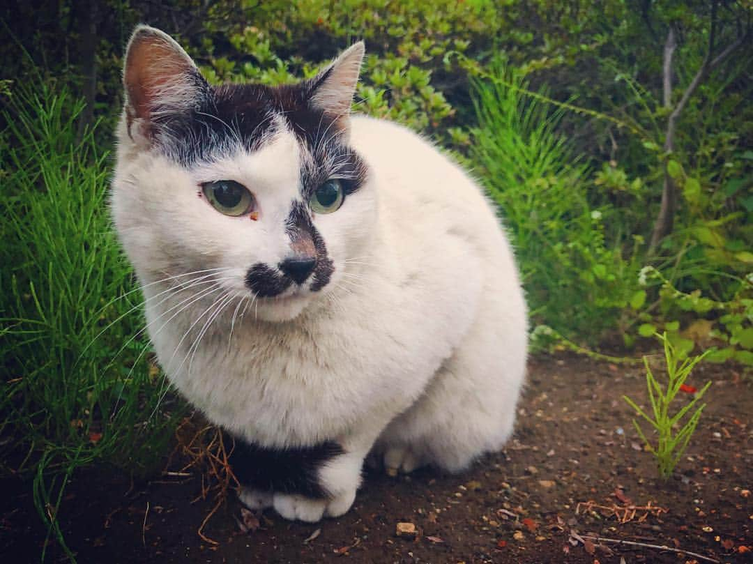 Шамов Дмитрийさんのインスタグラム写真 - (Шамов ДмитрийInstagram)「Бездомный котейка | Stray cat | 野良猫 #japan #tokyo #cat #straycats #travel #traveling #trip #travelgram #япония #токио #кот #коты #шамовдмитрий #путешествие #日本 #東京 #旅行 #のらねこ #野良猫 #ロシア人」5月5日 23時07分 - shamovdmitry