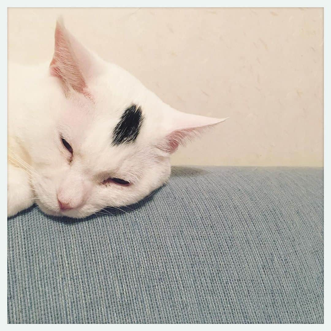 kumikoさんのインスタグラム写真 - (kumikoInstagram)「グニャイ💤」5月5日 23時13分 - makudeco